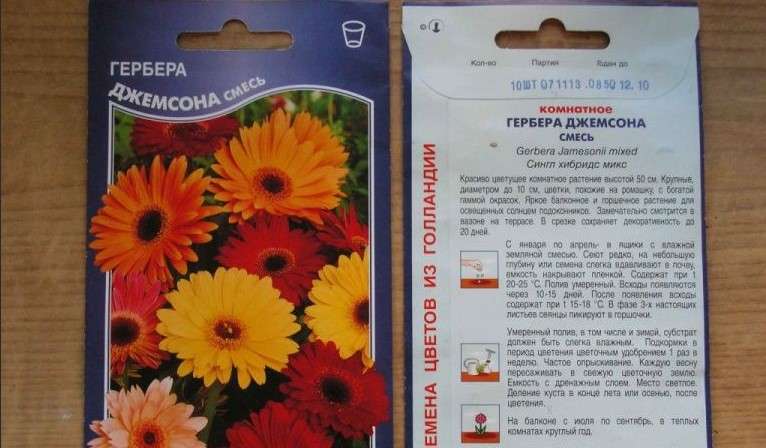 Гербера: посев семян