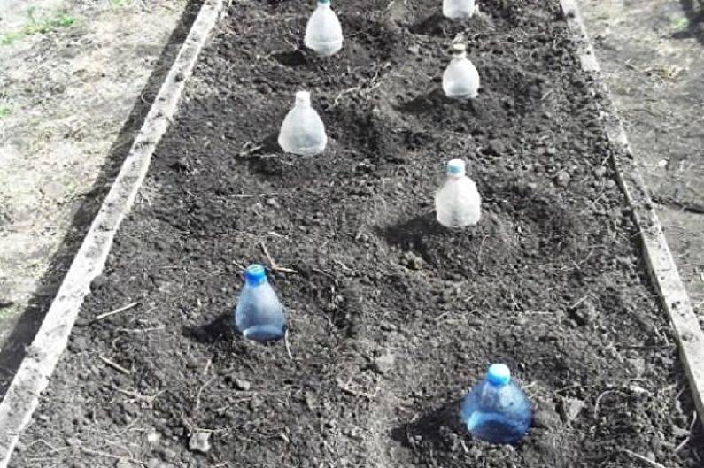 Астры: фото, описание, сорта, особенности разведения и ухода