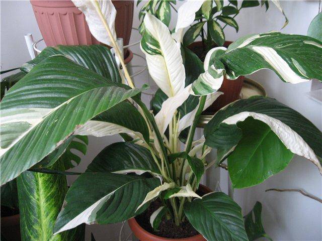 Спатифиллум (Spathiphyllum) – уход, фото, виды