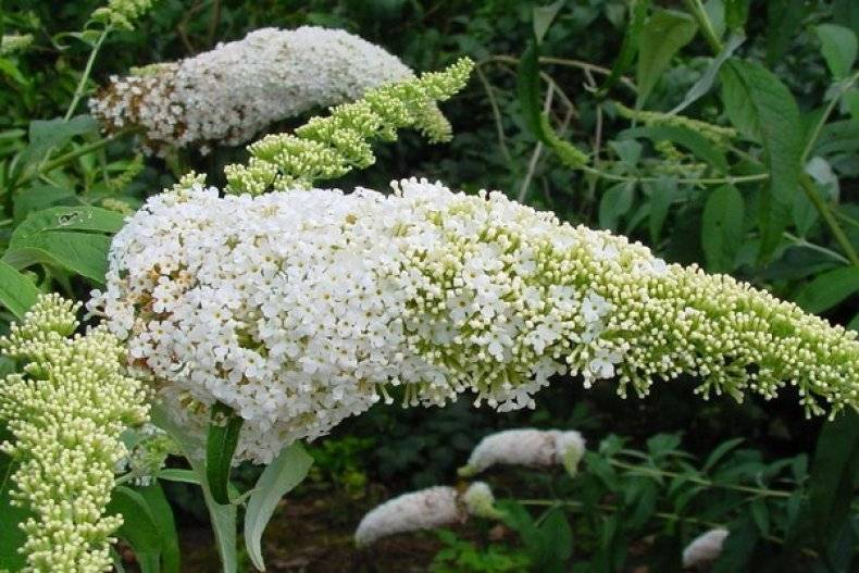 Будлея: выращивание в саду, виды и сорта