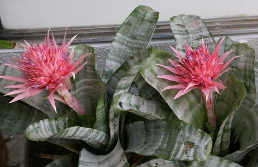 Эхмея: экзотическая колючая травянистая звезда