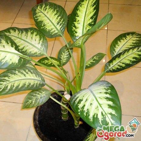Диффенбахия (Dieffenbachia) – уход, фото, виды