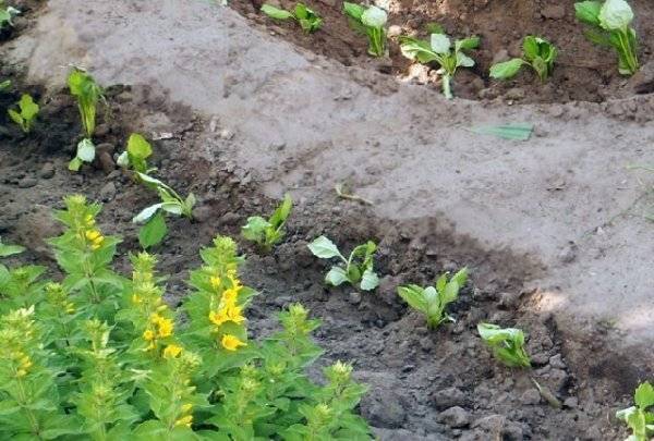 Астры: фото, описание, сорта, особенности разведения и ухода