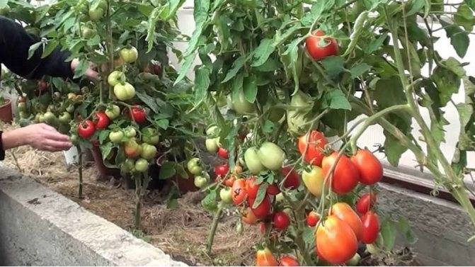 5 советов, как можно ускорить созревание томатов на кусте