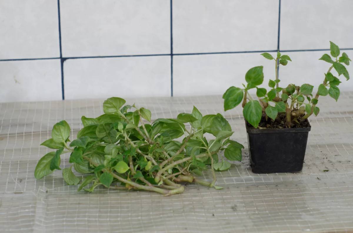 Бальзамин садовый: выращивание из семян в домашних условиях