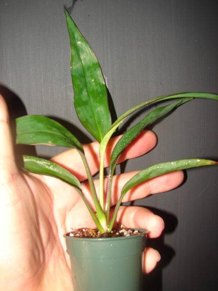 Кордилина (Cordyline) – уход, фото, виды