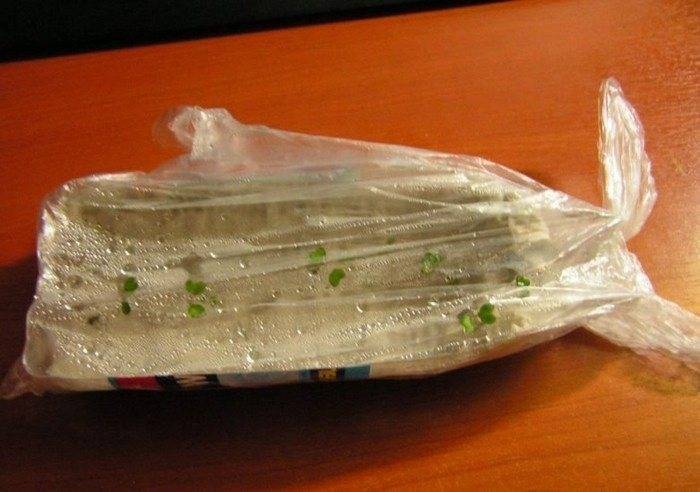 Два компактных способа выращивания рассады без земли