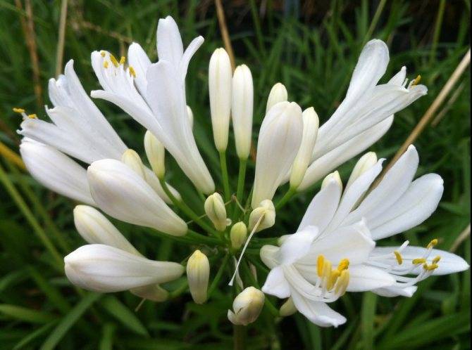 Агапантус (Agapanthus) – уход, фото, виды