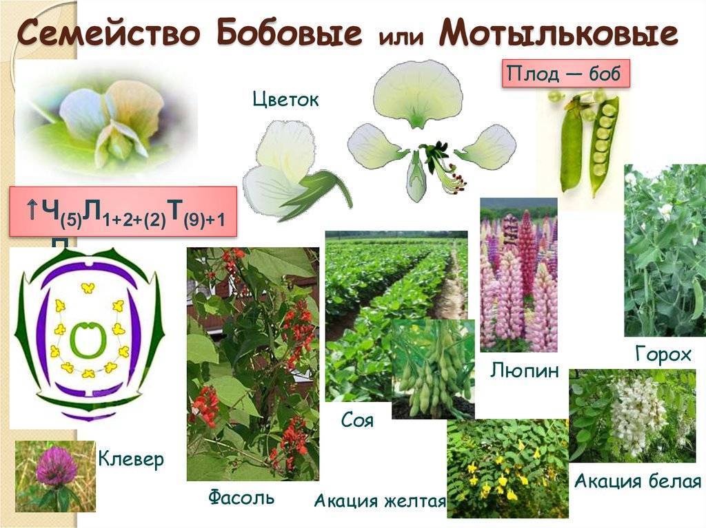 Семейство мотыльковые (бобовые): признаки, представители, формула / справочник :: бингоскул