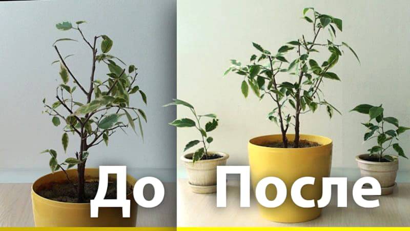 Как прищипывать фикус: способы, необходимые инструменты, меры безопасности