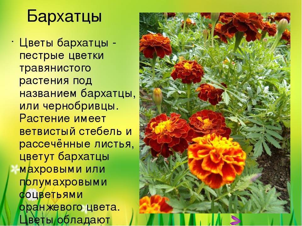 Выращивание бархатцев из семян: когда сажать в домашних условиях и в открытый грунт, как грамотно размножить чернобривцы и ухаживать за цветами на участке? selo.guru — интернет портал о сельском хозяйстве
