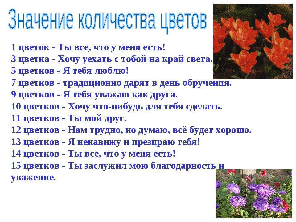 Роза - язык цветов