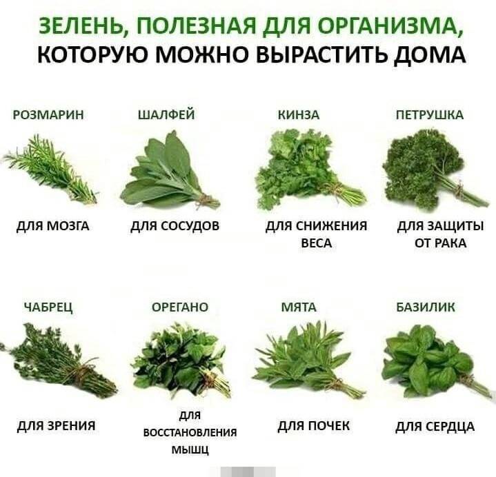 Зелёные листовые овощи список и в чём польза для организма