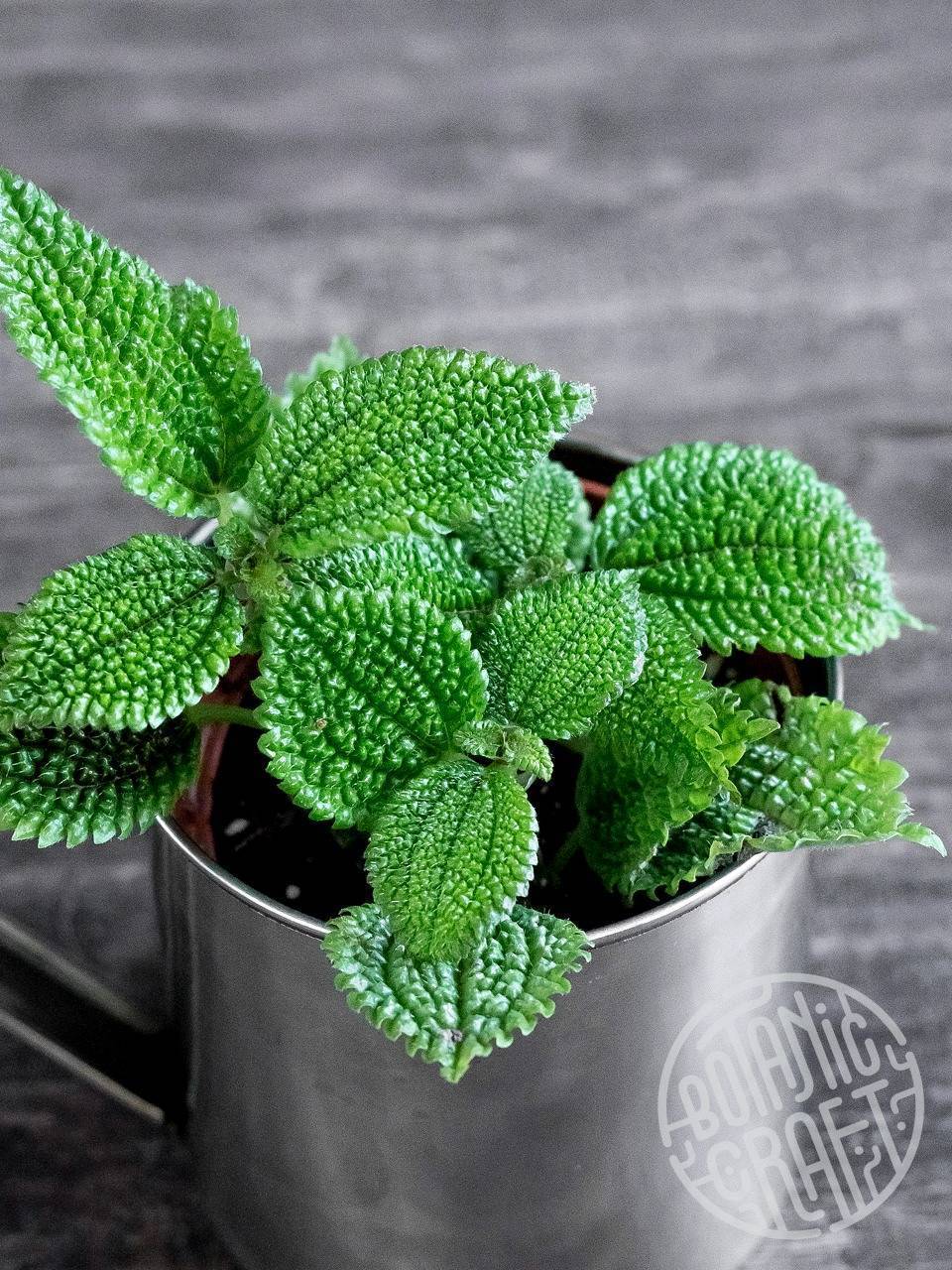 Красавица пилея: 16 видов с бархатистой листвой