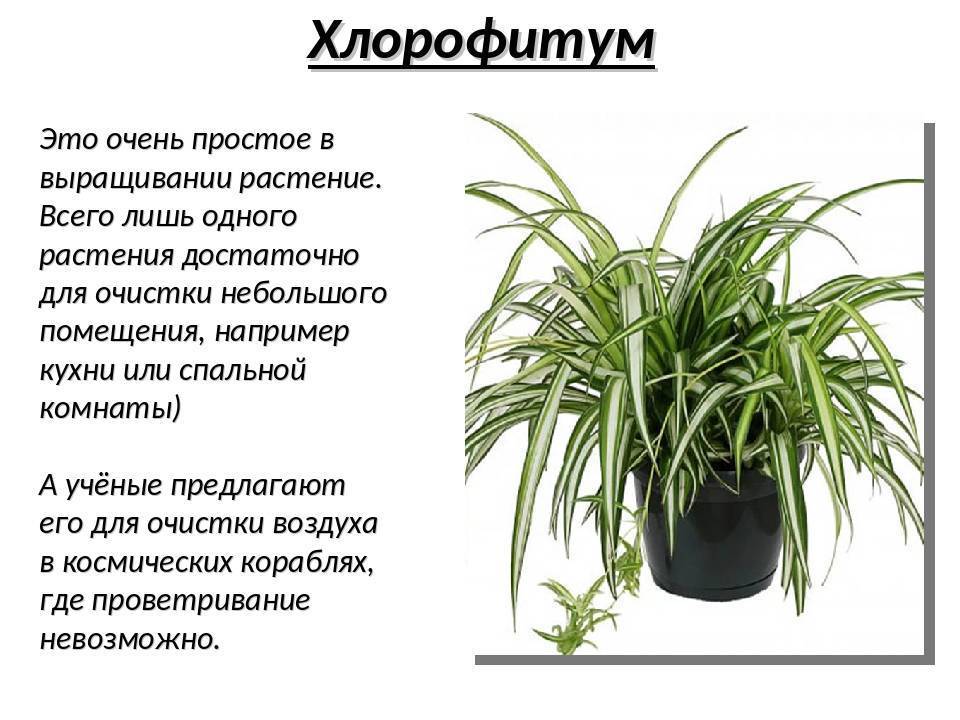Хлорофитум (65 фото) - виды, уход и выращивание