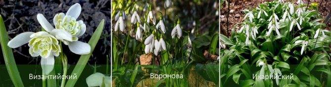 Подснежники: фото, описание, виды, когда распускаются