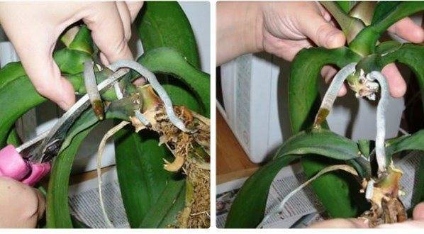Все, что вы хотели бы знать о каттлее