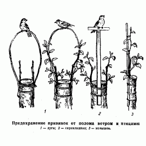 Как привить яблоню весной: пошаговая инструкция с описанием и фото, советы и рекомендации
