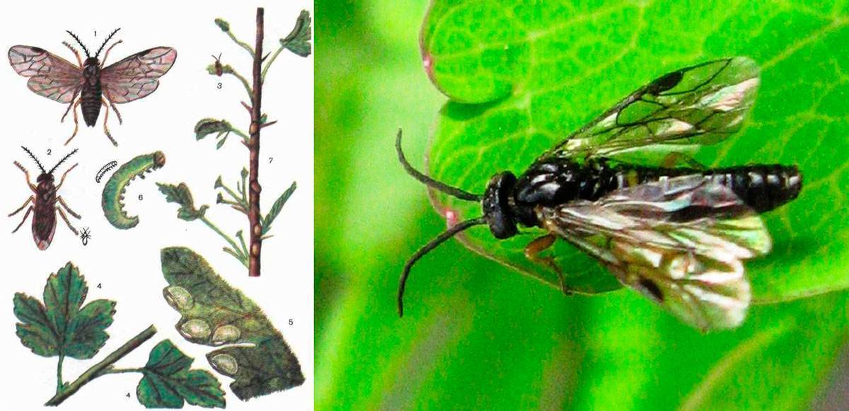 Красная смородина: выращивание, виды и сорта