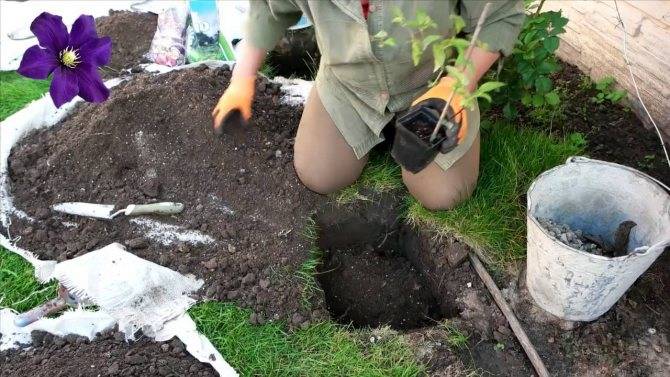 Обрезка клематиса и укутывание на зиму