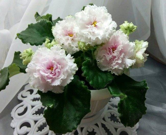 Кутровые