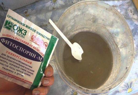 Флоксы: описание выращивания из семян