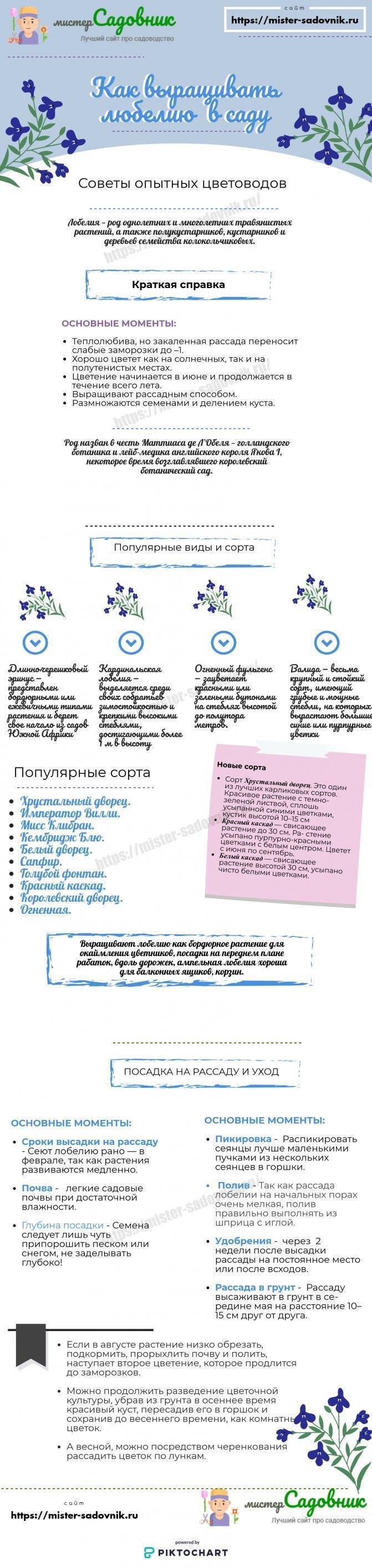 Как вырастить рассаду лобелии за месяц – черенкование рассады