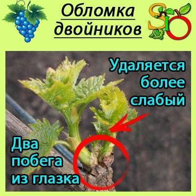 Вынужденная чеканка винограда – если виноград перерос шпалеру