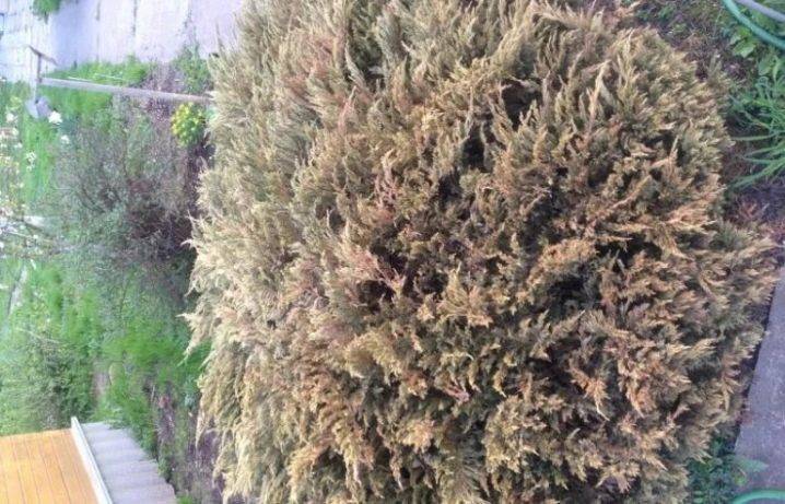 Кипарисовик: выращивание, размножение, виды и сорта
