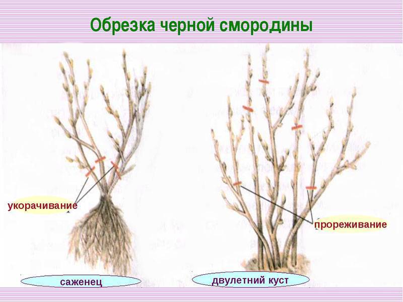Обрезка смородины осенью для начинающих: способы и пошаговые рекомендации