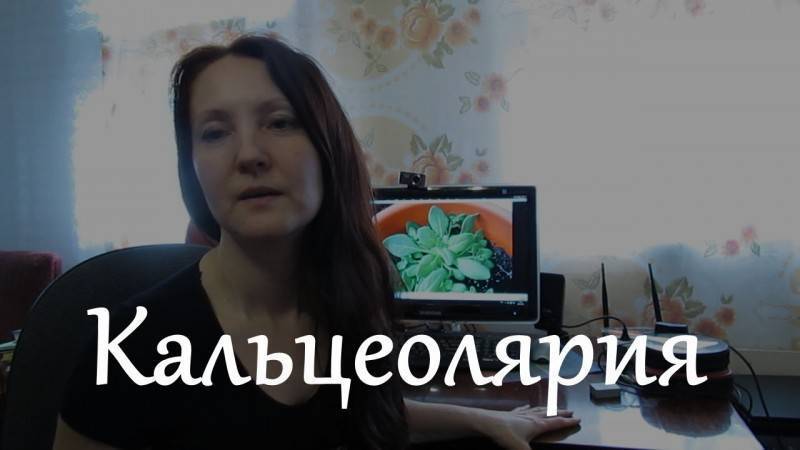 Кальцеолярия — посадка и уход в домашних условиях, фото видов