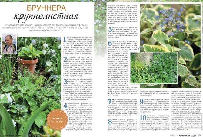 Бруннера: выращивание из семян, виды и сорта