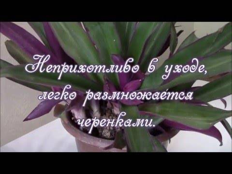 Рео в домашних условиях: посадка и уход