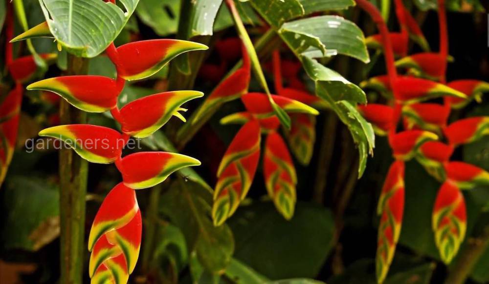 Геликония — выращивание и уход в домашних условиях, фото видов