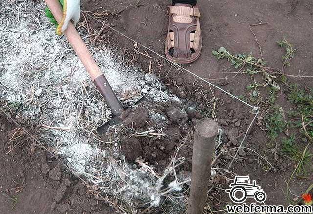 Проволочник в огороде: как избавиться, как бороться, чем обработать