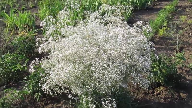 Гипсофила многолетняя: посадка и уход, фото, виды, размножение