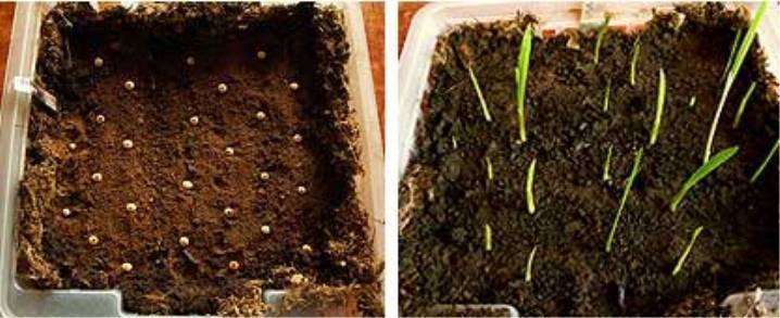 Гладиолусы в горшках: посадка и уход дома и на даче