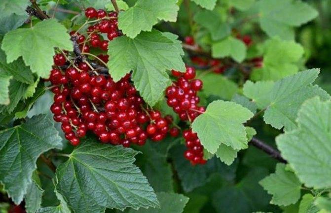 Красная смородина: выращивание, виды и сорта
