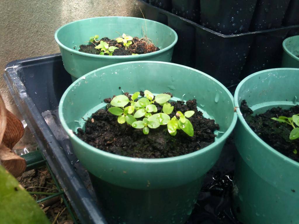 Фикус: размножение, фото, виды, описание и особенности ухода