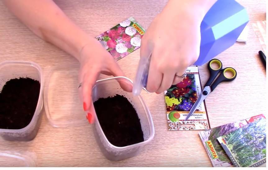 Дельфиниумы: выращивание из семян в саду