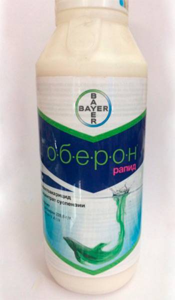 Оберон Рапид