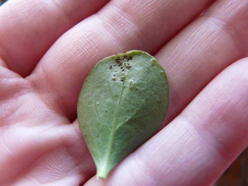 Бересклет (Euonymus) – уход, фото, виды
