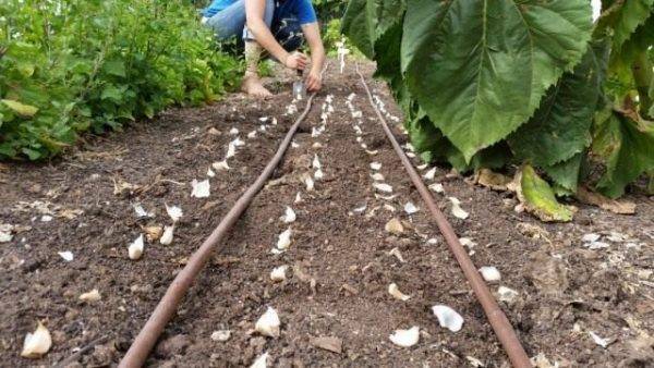 Как подготовить чеснок к хранению после уборки: способы и рекомендации