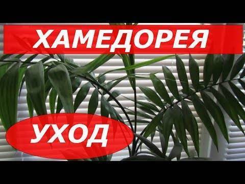 Хамедорея Элеганс: особенности ухода и 2 способа размножения