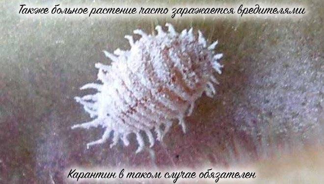 Как реанимировать орхидею: проблемы, спасение и восстановление цветка