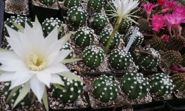 Кактусы