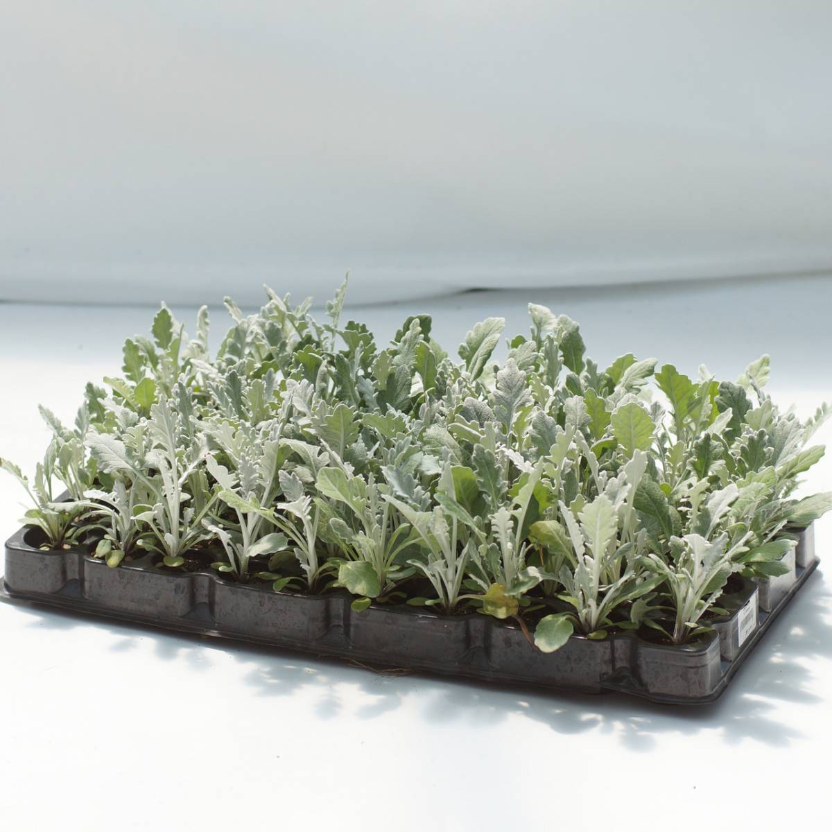 Цинерария: выращивание из семян в саду