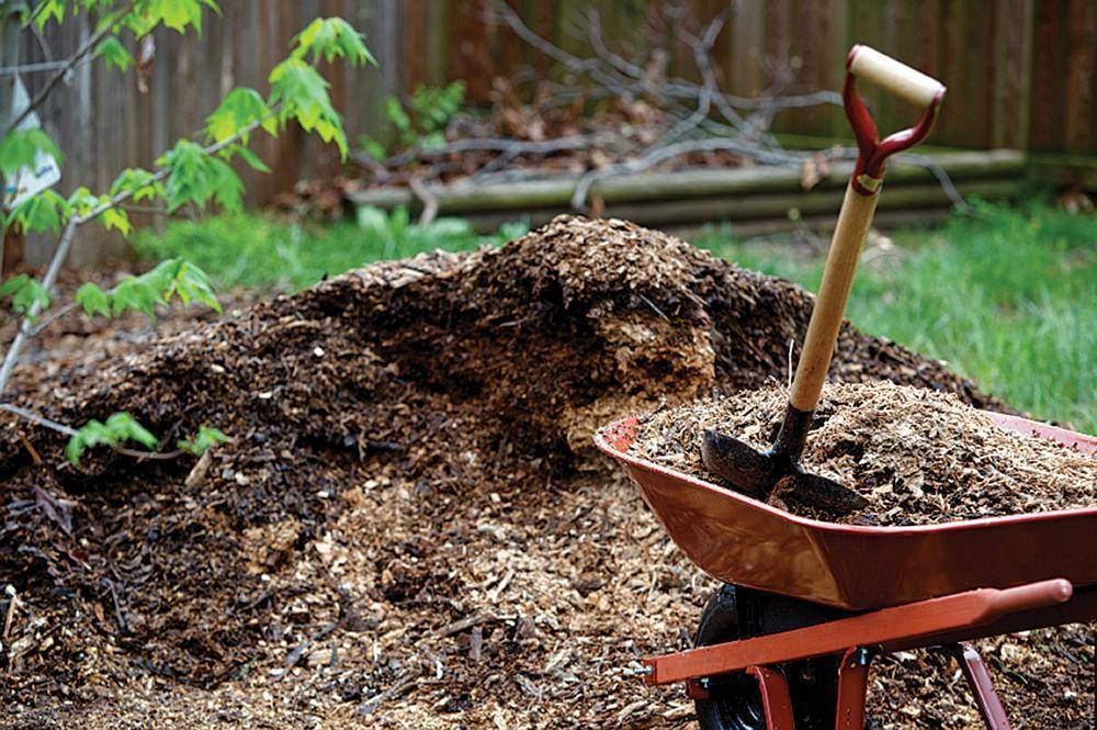 Цветущая лиана: названия, описание с фото, размножение, пересадка, особенности ухода и советы специалистов