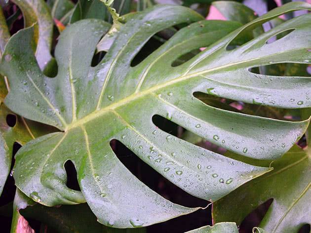 Монстера (Monstera) – уход, фото, виды