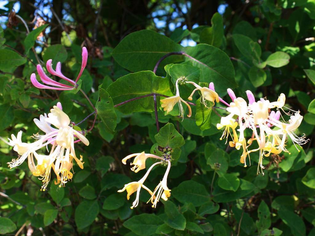 10 цветущих лиан для сада